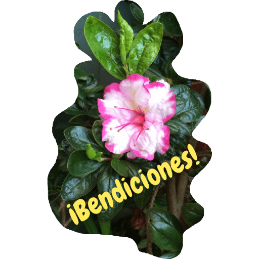 Stickers cristianos 11