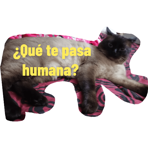 Miauricia 27