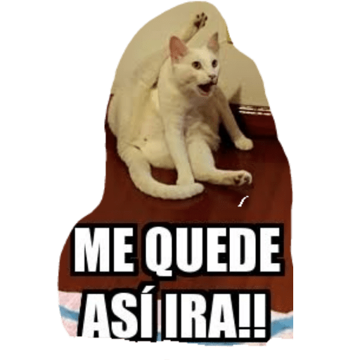 Miauricia 21