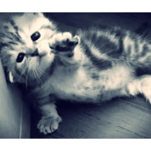 GATOSSSSS 5