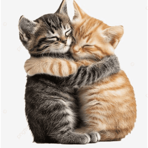 GATOSSSSS 1