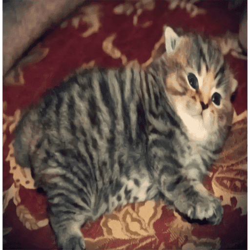 GATOSSSSS 6