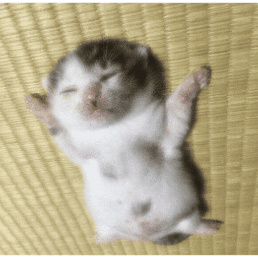 GATOSSSSS 10