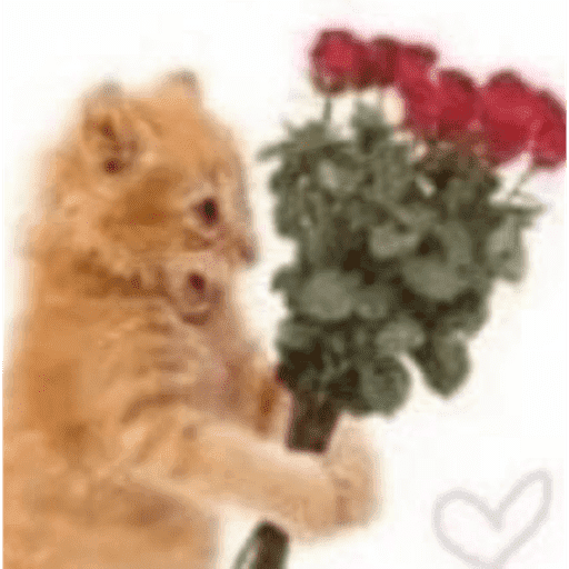 GATOSSSSS 2