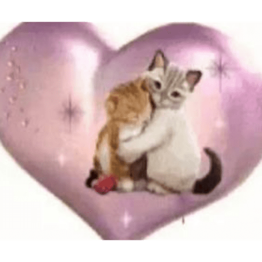 GATOSSSSS 3