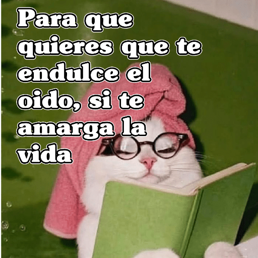 🧿Gatos 🐱Frases 13