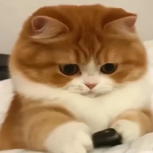 🧿 Gatito Chat🐈🐱 📱