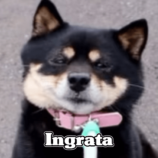 🧿Dilo con Perros🦮🐕🐶