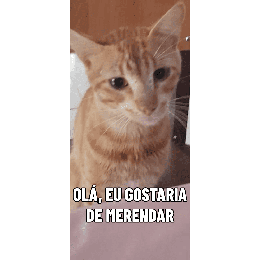 Border 16
