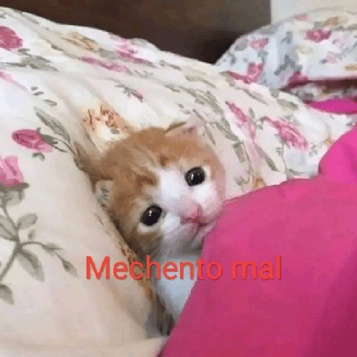 Gatitossx2 3