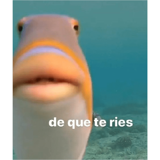 Gatitossx2 24