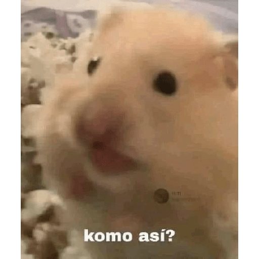 Gatitossx2 22