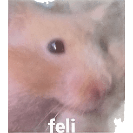 Gatitossx2 21