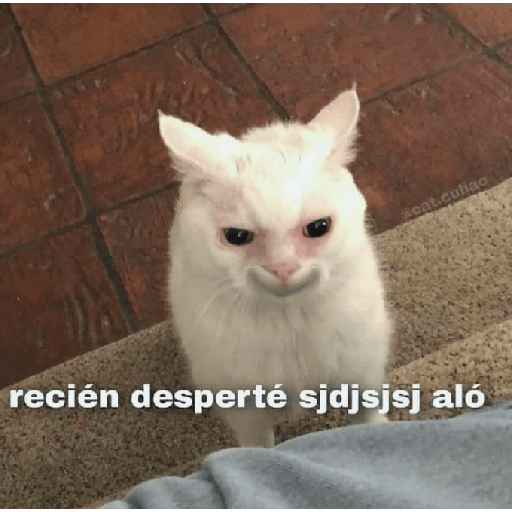 Gatitossx2 20