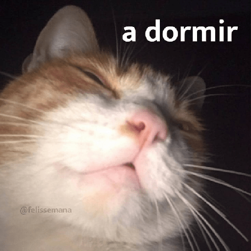 Gatitossx2 19