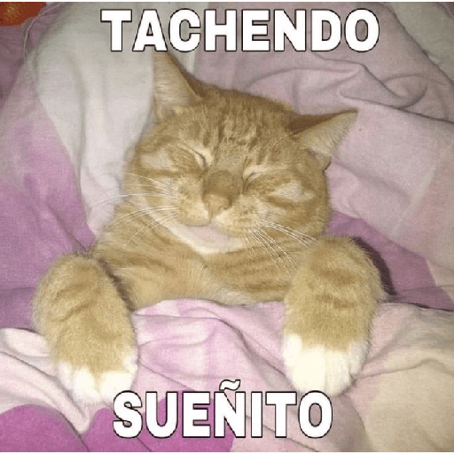 Gatitossx2 18