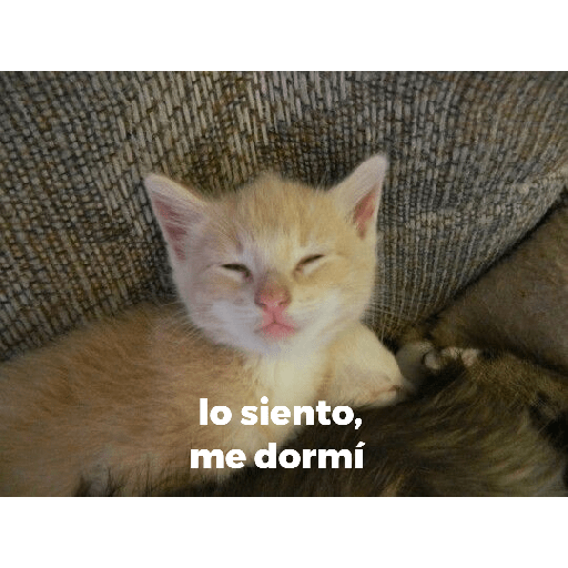 Gatitossx2 17