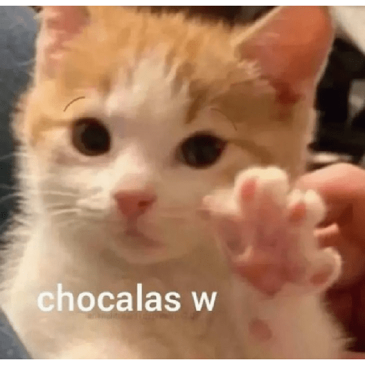 Gatitossx2 2