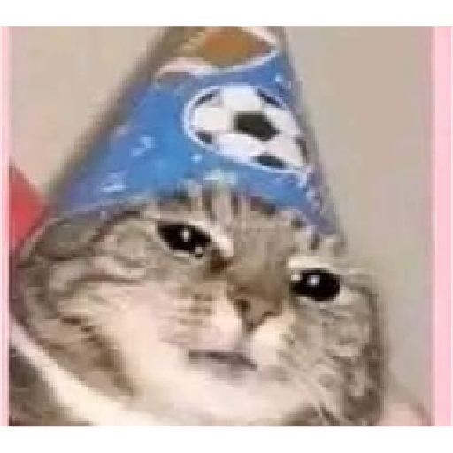 Gatitossx2 16