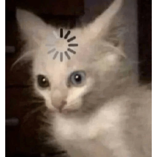 Gatitossx2 6
