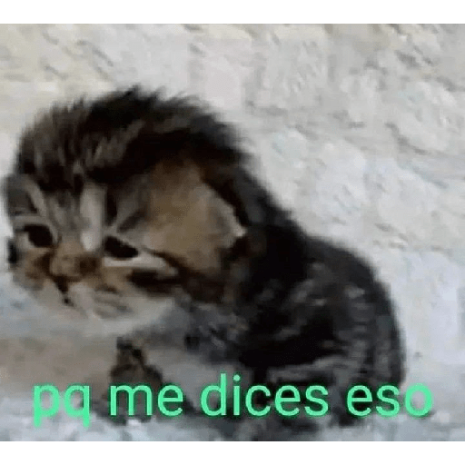 Gatitossx2 4