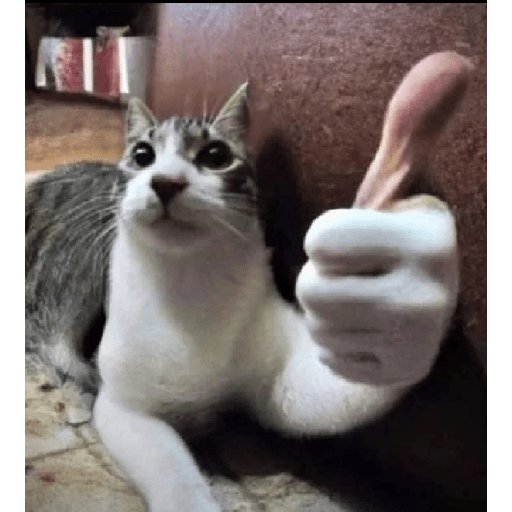 Gatitossx2 13