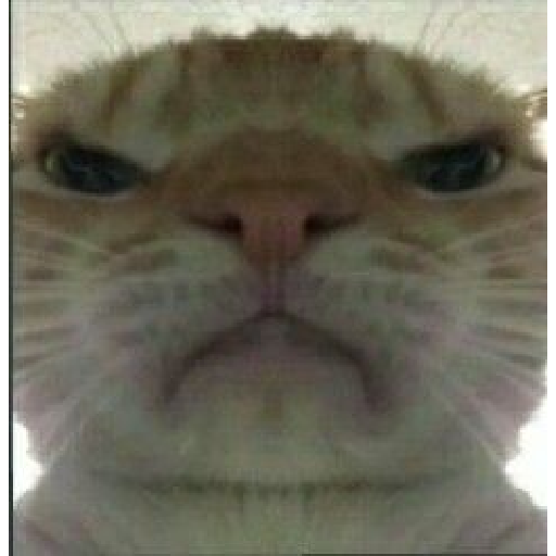 CaTs rEaTIons 🐱 8
