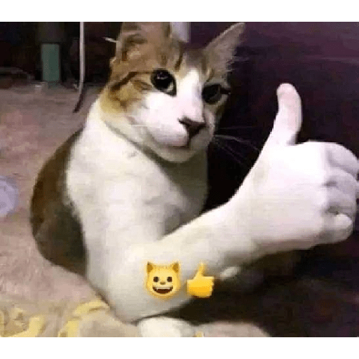 CaTs rEaTIons 🐱 16