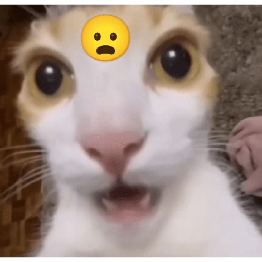 CaTs rEaTIons 🐱 17