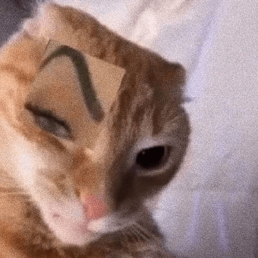 CaTs rEaTIons 🐱 18