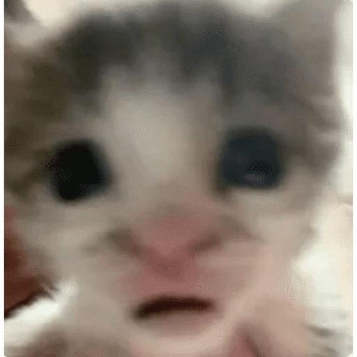 MEME18 15