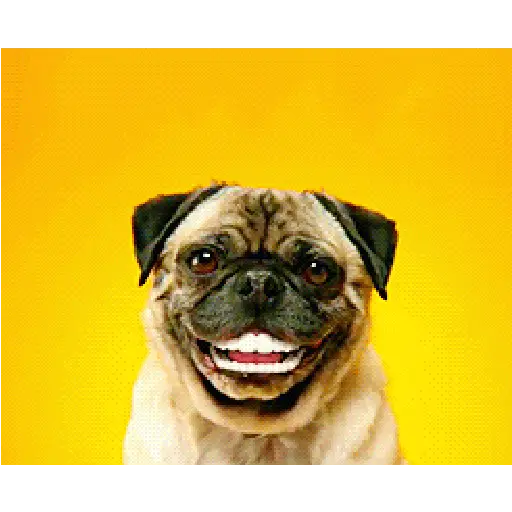 CACHORRINHOS 🐕 DOG 1