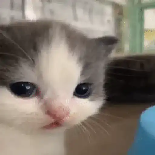 Bububuuuu 6