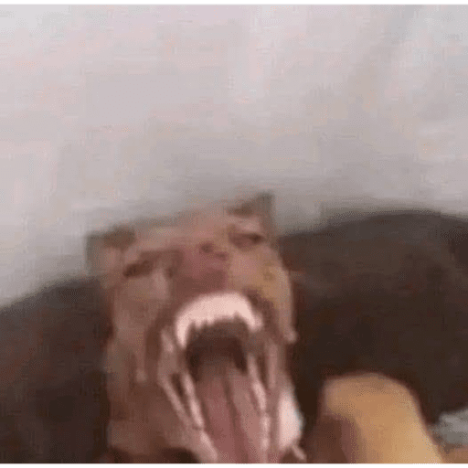 Meow 8