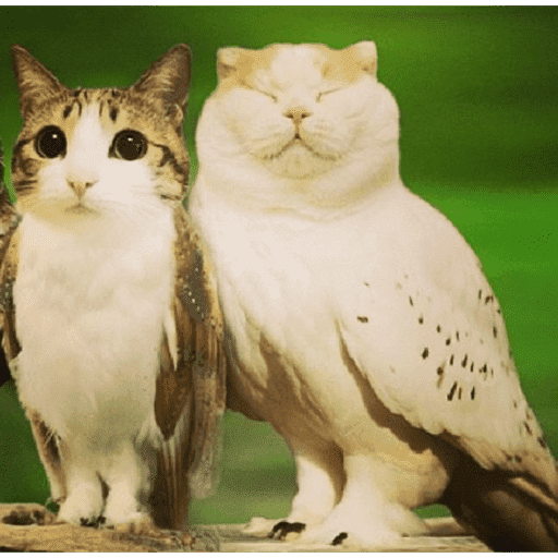 Meow 3