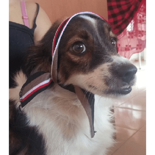 Meus pets são doidos 5