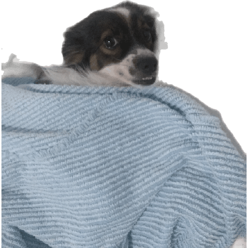 Meus pets são doidos 4