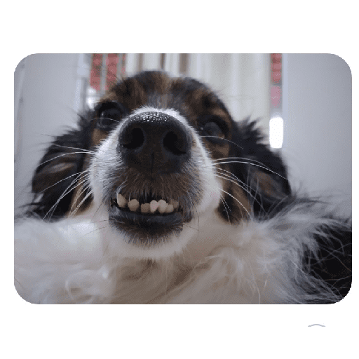 Meus pets são doidos 3