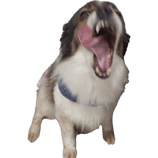 Meus pets são doidos 17