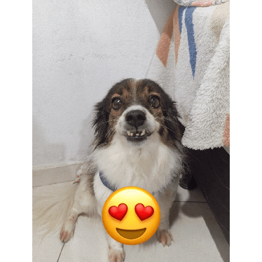Meus pets são doidos 16