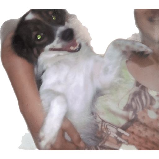 Meus pets são doidos 11