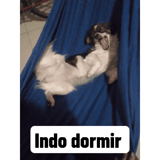 Meus pets são doidos 10