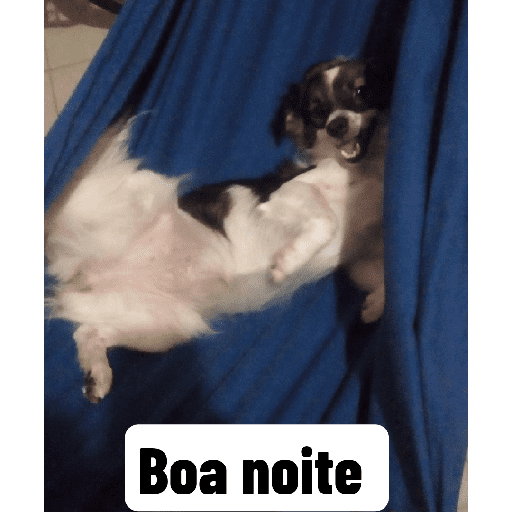 Meus pets são doidos 9
