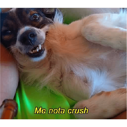 Meus pets são doidos 7