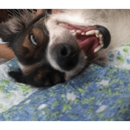 Meus pets são doidos 6