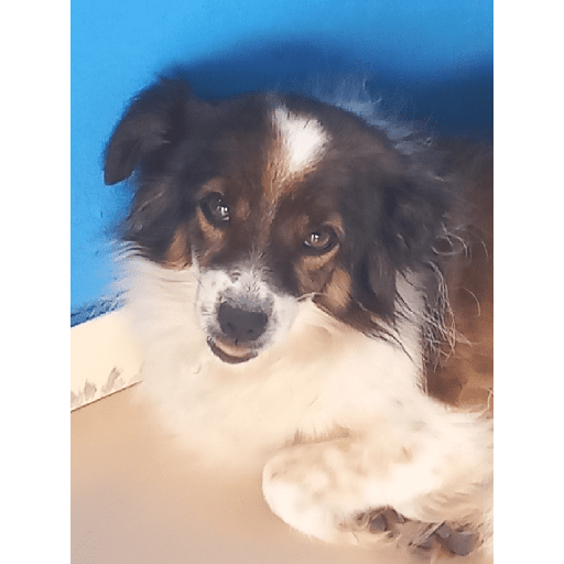 Meus pets são doidos 22