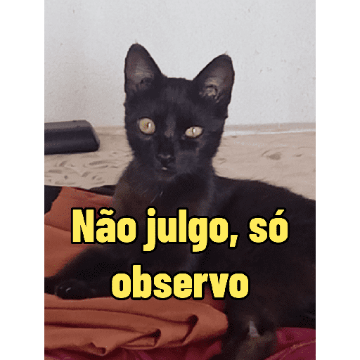 Meus pets são doidos 13