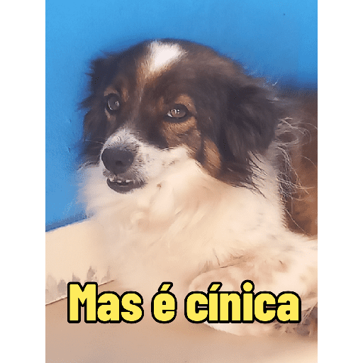 Meus pets são doidos 20