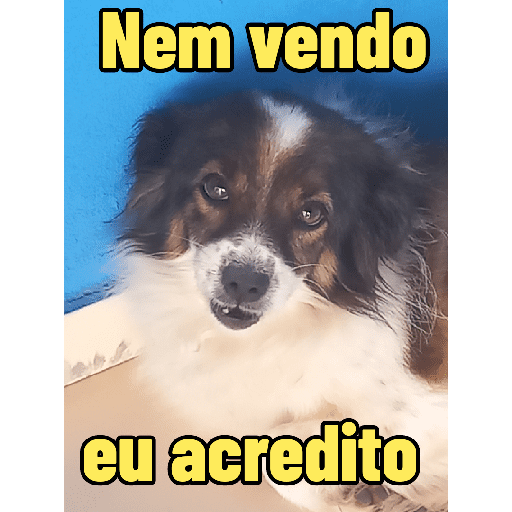 Meus pets são doidos 21