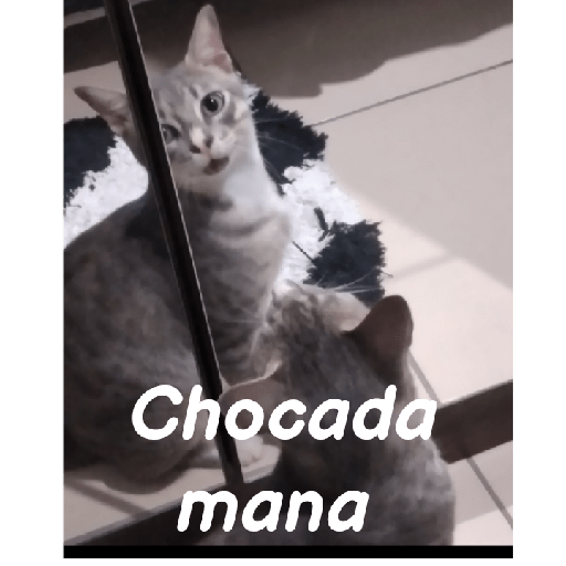 Meus pets são doidos 2